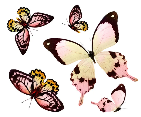 Barevné Motýly Jak Nastaveno Izolované Bílém Pozadí — Stock fotografie