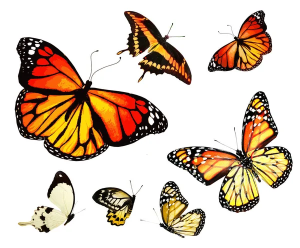 Цвет Бабочек Комплекте Изолированные Белом Фоне — стоковое фото