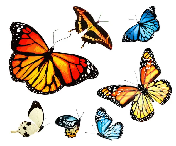 Цвет Бабочек Комплекте Изолированные Белом Фоне — стоковое фото