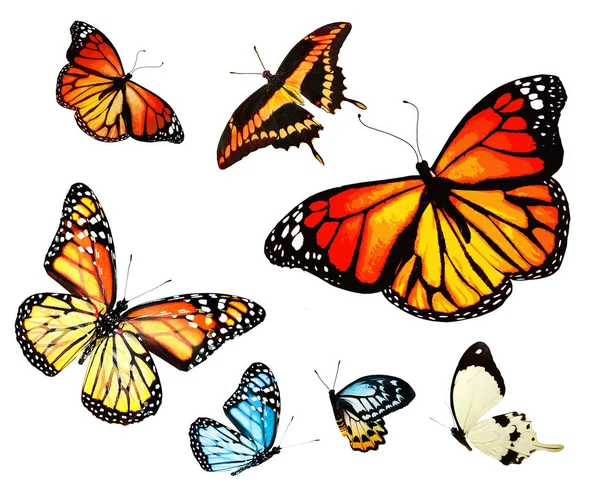 Color Butterflies Set Isolated White Background — Stock Photo, Image