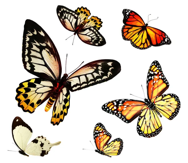 Kleur Vlinders Als Set Geïsoleerd Witte Achtergrond — Stockfoto