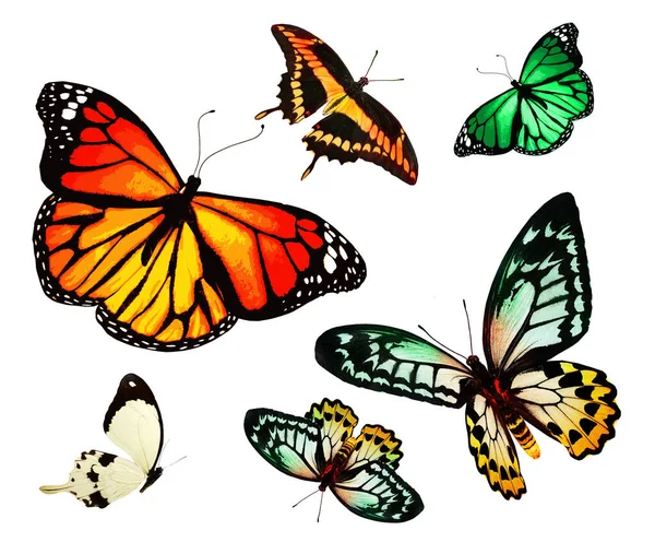 Color Butterflies Set Isolated White Background — Stock Photo, Image