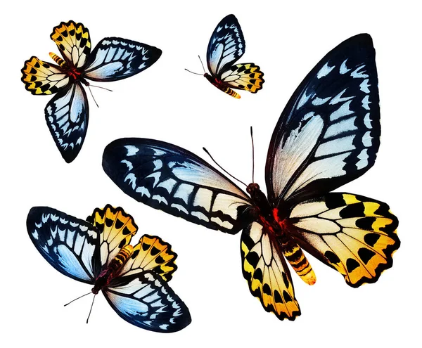 白い背景に隔離された設定された色蝶 — ストック写真