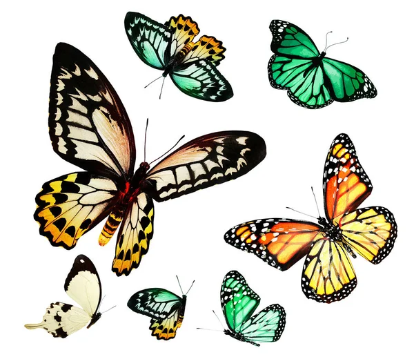 Mariposas Color Como Conjunto Aisladas Sobre Fondo Blanco —  Fotos de Stock