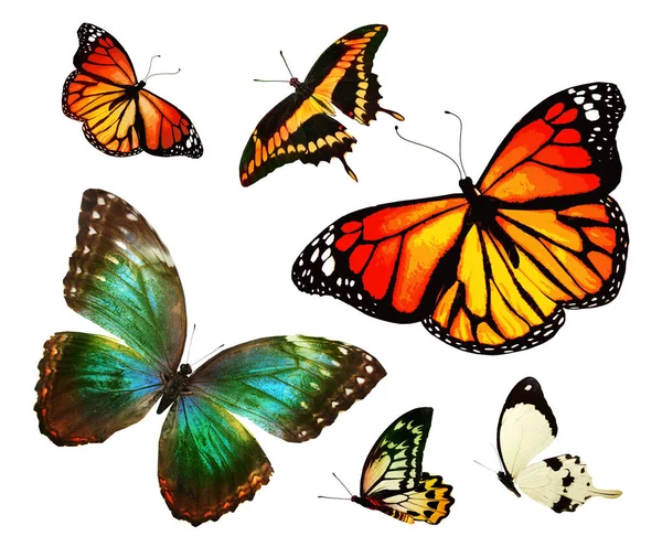 Barevné Motýly Jak Nastaveno Izolované Bílém Pozadí — Stock fotografie