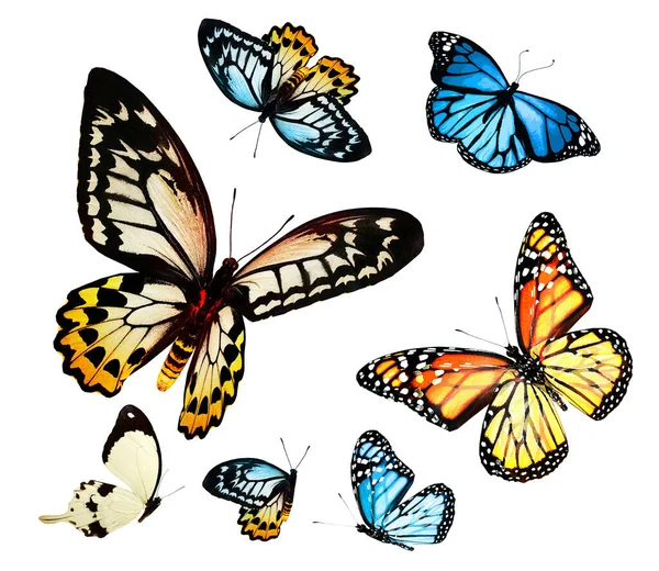 외따로 떨어져 나비들 — 스톡 사진