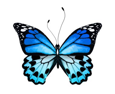 Parlak renkli kelebek, beyaz arkaplanda izole