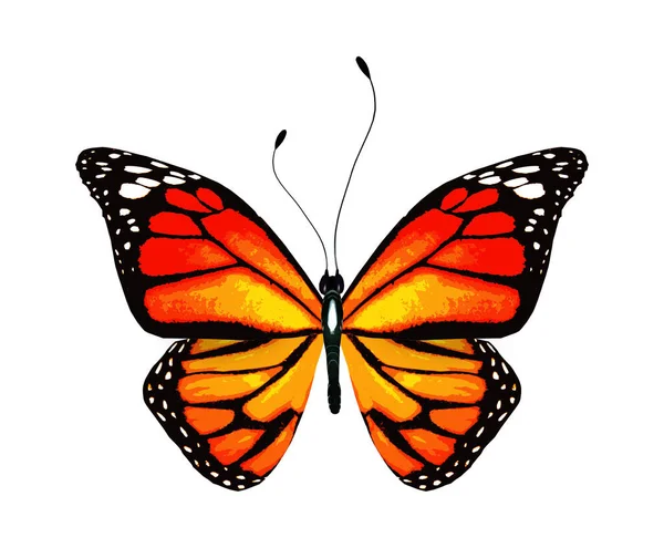 色彩艳丽的蝴蝶 白色背景隔离 — 图库照片
