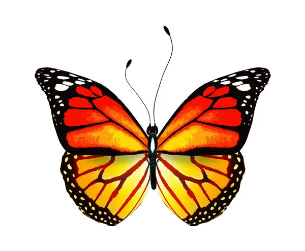 白い背景に隔離された色鮮やかな蝶 — ストック写真