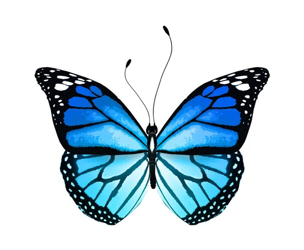 Barva Jasný Motýl Izolované Bílém Pozadí — Stock fotografie