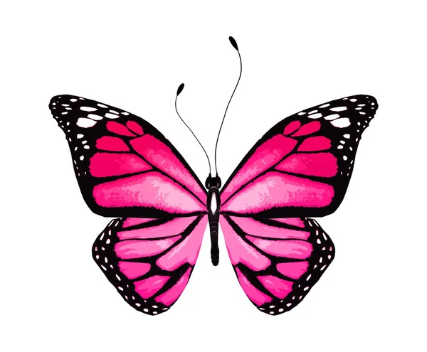 Color Mariposa Brillante Aislado Sobre Fondo Blanco — Foto de Stock