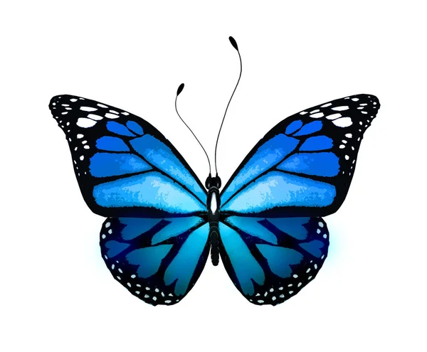 Color Mariposa Brillante Aislado Sobre Fondo Blanco —  Fotos de Stock