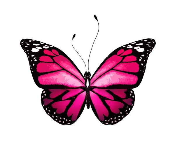 Barva Jasný Motýl Izolované Bílém Pozadí — Stock fotografie