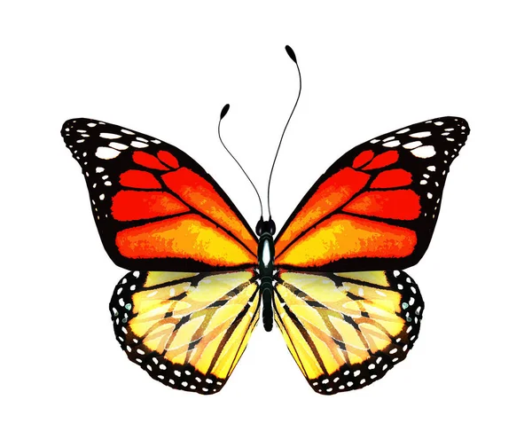 Kleur Heldere Vlinder Geïsoleerd Witte Achtergrond — Stockfoto