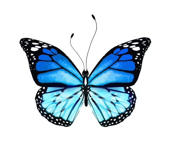 Колір Яскравий Метелик Ізольований Білому Тлі — стокове фото