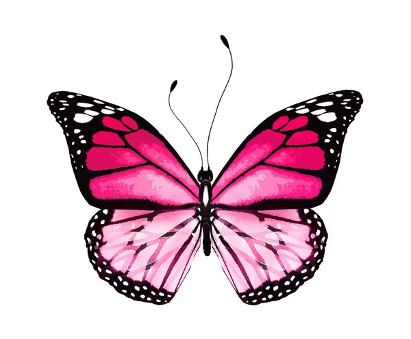 Color Mariposa Brillante Aislado Sobre Fondo Blanco — Foto de Stock