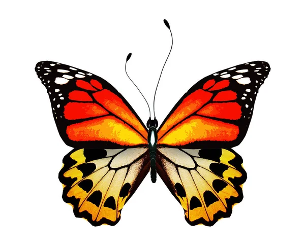 Parlak Renkli Kelebek Beyaz Arkaplanda Izole — Stok fotoğraf