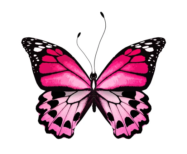 배경에 고립된 나비의 — 스톡 사진