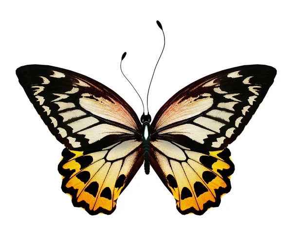 Колір Яскравий Метелик Ізольований Білому Тлі — стокове фото