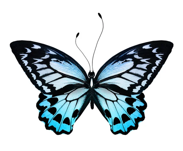 Χρώμα Φωτεινό Πεταλούδα Απομονώνονται Λευκό Φόντο — Φωτογραφία Αρχείου