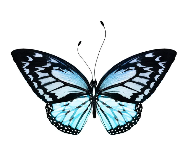 Χρώμα Φωτεινό Πεταλούδα Απομονώνονται Λευκό Φόντο — Φωτογραφία Αρχείου