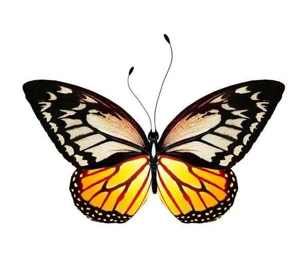 白い背景に隔離された色鮮やかな蝶 — ストック写真