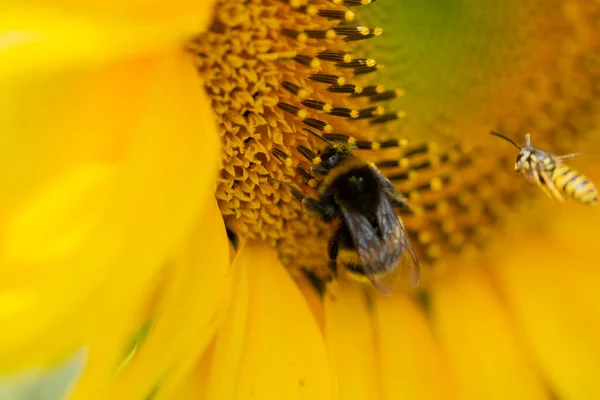 Bienenangriff Auf Humblebee Amsterdam Niederlande 2022 — Stockfoto