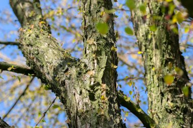 Amsterdam 'daki Cercidiphyllum Japonicum Ağaç Şubesi Hollanda 21-3-2022