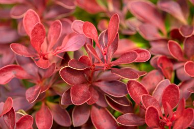 Amsterdam 'da Berberis Thunbergii' yi Kapat Hollanda 2-6-2022