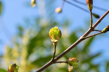 Amsterdam 'daki Acer Platanoides Ağaç Dalını Kapat Hollanda 21-3-2022