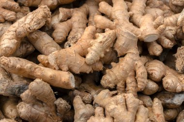 Amsterdam 'daki bir grup kızılı kapatın Hollanda 6-10-2022