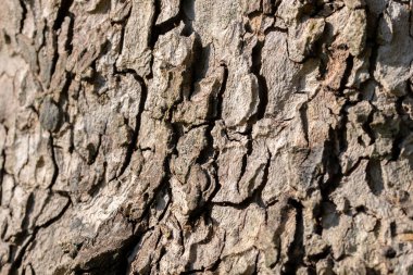 Bark Platanus Hispanica 'yı Kapat Amsterdam' da Hollanda 21-3-2022