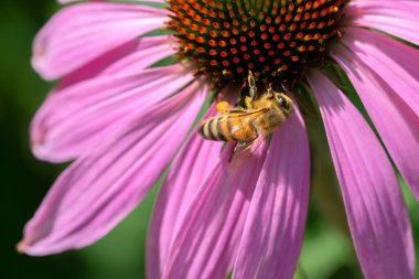 Amsterdam 'da Arıyı Kapat Hollanda 17-7-2022