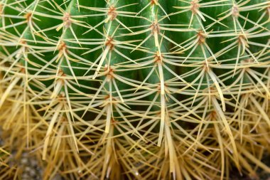 Echinocactus Grusonii 'yi kapatın Amsterdam' da 28-10-2022