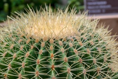 Echinocactus Grusonii 'yi kapatın Amsterdam' da 28-10-2022