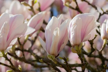 Amsterdam 'da Magnolia Soulangeana' yı Kapat Hollanda 21-3-2022