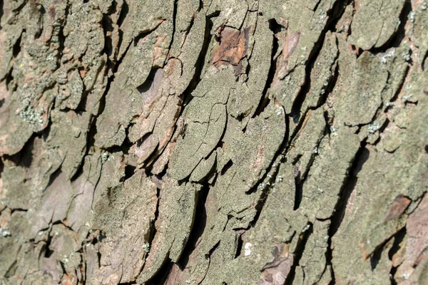 Close Bark Aesculus Hippocastanum Tree Amsterdam Paesi Bassi 2022 — Foto Stock