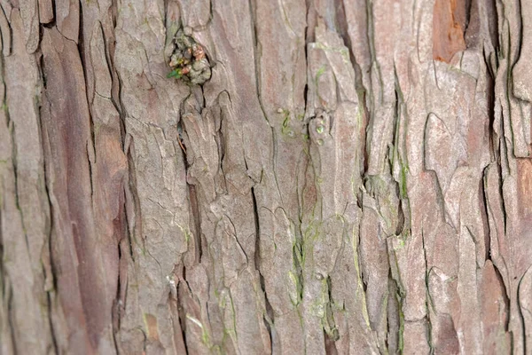 Close Bark Taxus Baccata Tree Amsterdam 네덜란드 2020 — 스톡 사진