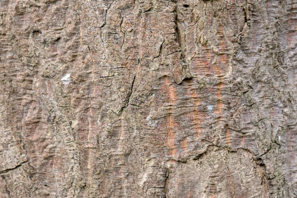 Close Bark Acer Cappadocicum Maple Tree Άμστερνταμ Ολλανδία 2022 — Φωτογραφία Αρχείου