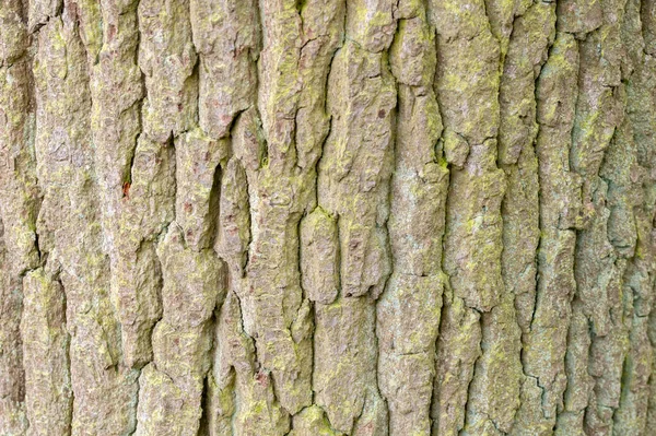 Zamknij Kora Quercus Robur Tree Amsterdamie Holandia 2021 — Zdjęcie stockowe