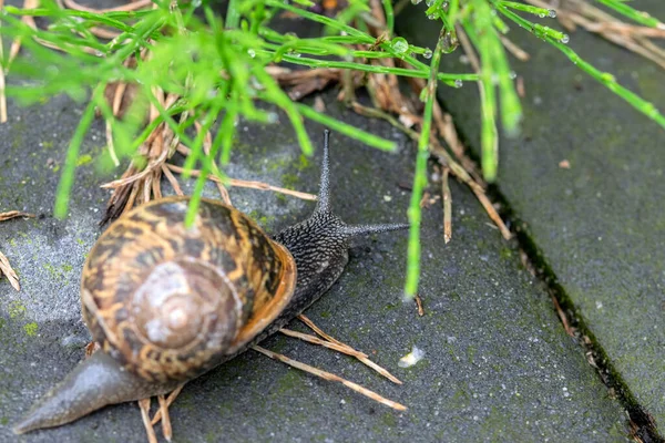Close Garden Snail Amsterdam Netherlands 2022 — Stock fotografie