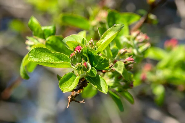 stock image Close Up Leaves Malus Evereste Tree At Amsterdam The Netherlands 21-3-2022