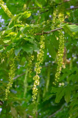 Hollanda 17-7-2022 Amsterdam 'daki Karaağaç Tohumlarına Yakın Yaklaş