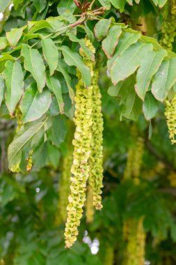 Hollanda 28-9-2022 Amsterdam 'daki Elm Ağacından Yaprakların Kapanışı