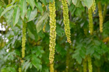 Hollanda 28-9-2022 Amsterdam 'daki Elm Ağacından Yaprakların Kapanışı