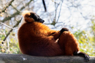Yakın plan Kırmızı Yakalı Lemur Amsterdam 'da bir ağaç gövdesinde yatıyor. Hollanda 28-3-2022