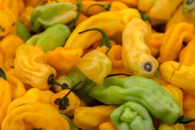 Amsterdam 'da Küçük Mini Bell Peppers' ı kapatın Hollanda 6-10-2022