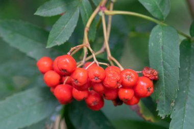 Amsterdam 'da Sorbus Aucuparia Meyvelerini Kapatın Hollanda 15-9-2022