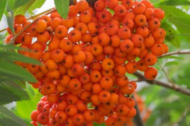 Amsterdam 'da Sorbus Aucuparia Meyvelerini Kapatın Hollanda 26-7-2022