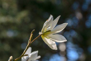 Beyaz Manolya Wada 'nın Amsterdam' daki Anılarını Kapat Hollanda 21-3-2022
